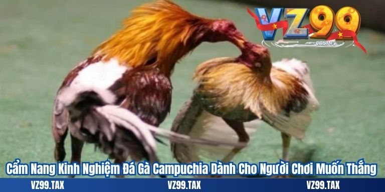 Đá Gà Campuchia – Tất Tần Tật Thông Tin 2025 5 Cẩm Nang Kinh Nghiệm Đá Gà Campuchia Dành Cho Người Chơi Muốn Thắng